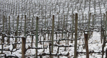 "La fine del mondo" sta arrivando. La Barbera 2011 dell'Azienda I Carpini.