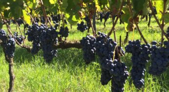 Filari di Storia – Vendemmia del Falerno