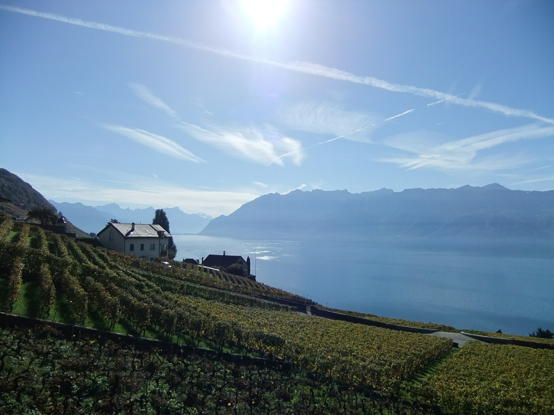 Svizzera: i vini arrampicati