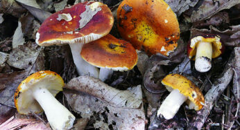 Russula o Aurea Virescens