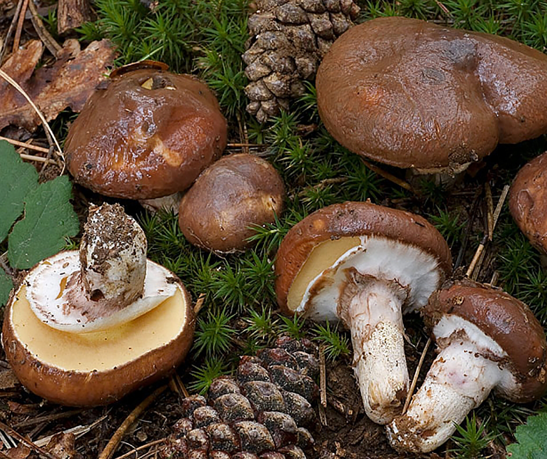 Маслёнок обыкновенный грибы