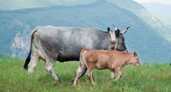 I PRODUTTORI DI LATTE E CARNE SONO IN CRISI, MA LA SOLUZIONE DIPENDE SOLO DA LORO