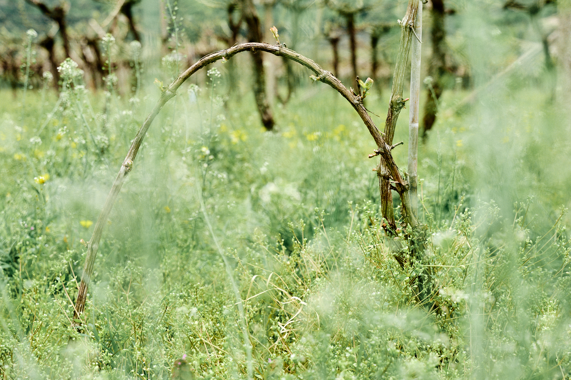 L’enantio a piede franco è un nuovo Presidio Slow Food