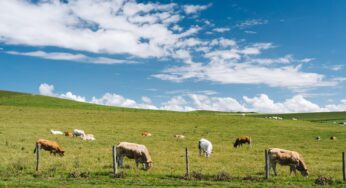 L’agricoltura italiana punta sui giovani: il corso di formazione gratuito di FMTS Formazione