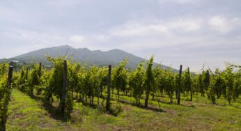 Vesuvio Dop, due eventi-degustazione a Roma e Milano con il Consorzio Tutela Vini Vesuvio