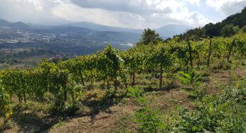 I superpoteri del Fiano di Vigne Guadagno