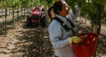 Sostenibilità e qualità nei vini Piwi dell’azienda Paolucci di Paglieta