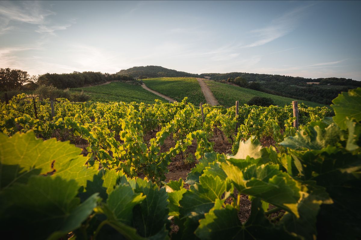 Ampeleia Vini e Cucina, il nuovo progetto gastronomico della rinomata cantina toscana