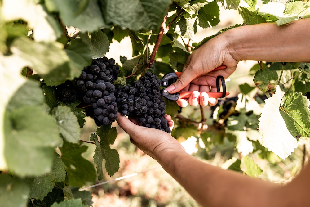 La vendemmia in Alta Langa è iniziata con la raccolta delle uve Pinot nero​