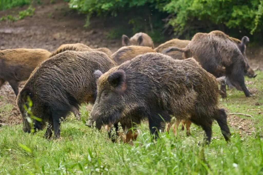 Il cinghiale uccide anche in estate