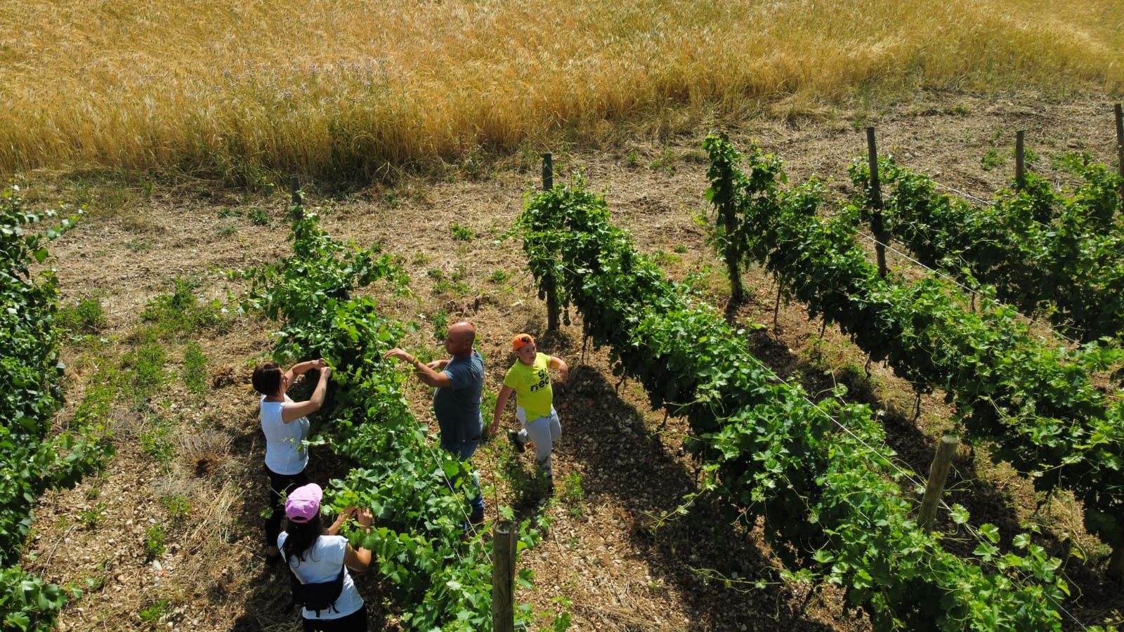 Il Vigneto più alto d’Abruzzo