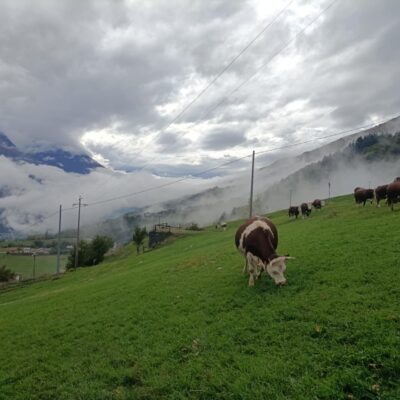 Mangiare paesaggio: La saggezza antica dietro la Fontina della Valle d'Aosta